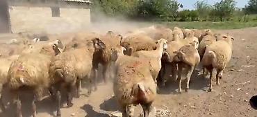 keci surusu: Dişi, il: 1, Damazlıq, Pulsuz çatdırılma — 2