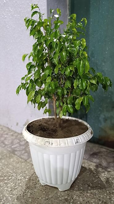 ev guleri: Dekorativ Fikus (Ficus benjamina) dibçəkdə. Parlaq yaşıl, sıx — 4