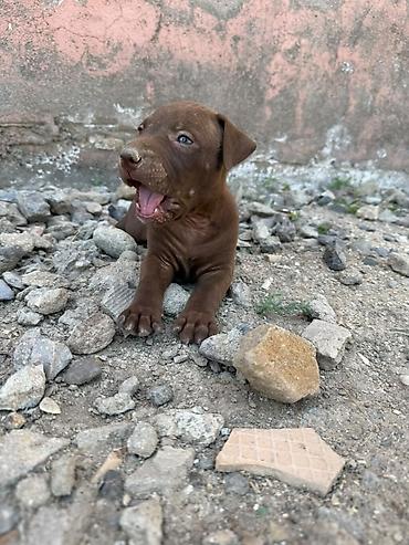 İtlər: Pitbul, 1 ay — 15