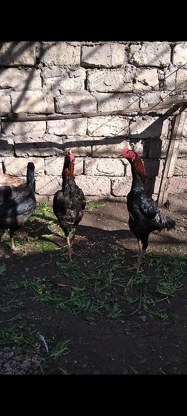 Xoruzlar: Heyratı beçə satılır cins heyvandı hələ tam ayılmayıb heyvanan başı — 8