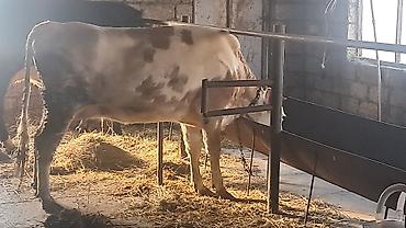 Inəklər, öküzlər: Dişi, Simental, il: 3, 450 kq — 3