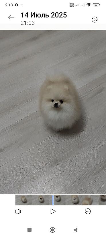 Продажа собак: Шпиц, 3 месяца, Самец, С родословной — 2