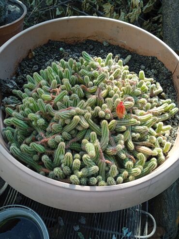 Кактусы: Продам кактусы — 3