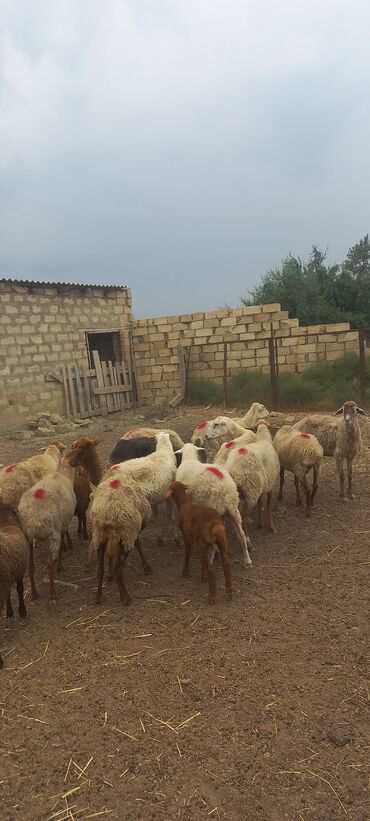 Коровы, быки: Qoca qoyun 12 qoyundu 3 quzu ünvan sumqayıtdan 25 km mesafede şürabad
