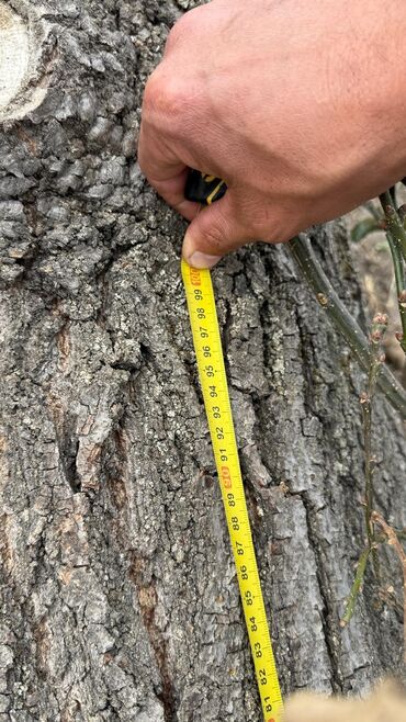 кожаное кресло офисное: Ствол дерева (бревно) крупного диаметра. Характеристики по замерам на lalafo.kg да кожаное кресло офисное: Ствол дерева (бревно) крупного диаметра. Характеристики по замерам на