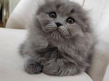 Pişiklər: Şotland yastı qulaq, Erkək, Dişi, Yaxşı əllərə, Ünvandan götürmə, Pulsuz çatdırılma, Ödənişli çatdırılma — 8