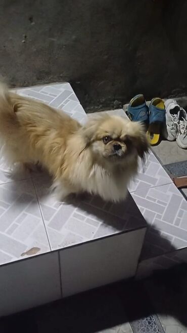 İtlər: Pekines, 1 il, Erkek