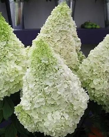 Другие садовые цветы и кустарники: В наличии метельчатые и крупно листовые гортензиии .все сорта есть at lalafo.kg — 4 Другие садовые цветы и кустарники: В наличии метельчатые и крупно листовые гортензиии .все сорта есть — 4