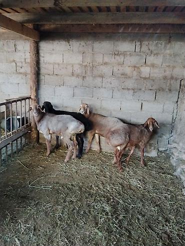 Продам с/х животных: Продаю | Баран (самец) — 7