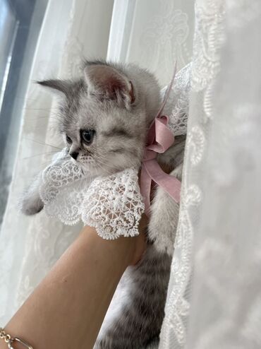 Pişiklər: Şotland, Erkək, Dişi, Ünvandan götürmə -da lalafo.az — 1 Pişiklər: Şotland, Erkək, Dişi, Ünvandan götürmə — 1