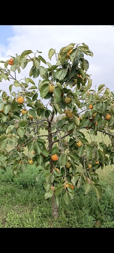 Torpaq sahələrinin satışı: 243 sot, Kənd təsərrüfatı, Mülkiyyətçi, Kupça (Çıxarış) — 9