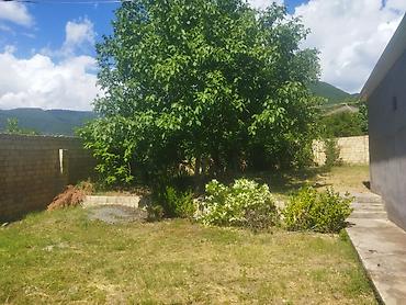 Həyət evləri və villaların satışı: Bağ evi/həyətyanı sahə - Geniş həyət: yaşıllıq, ağaclar və dekorativ — 4