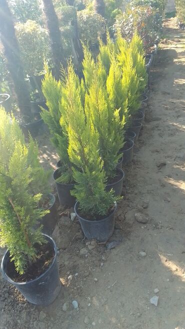 Şitillər: Bütün növ dekarativ ağacların və kol bitkiləri və meyvə ağacların -da lalafo.az — 8 Şitillər: Bütün növ dekarativ ağacların və kol bitkiləri və meyvə ağacların — 8