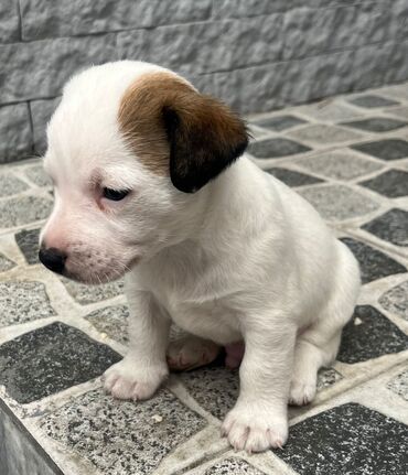 İtlər: Cek rassel teryer, 2 ay, Erkek, Ödənişli çatdırılma — 8