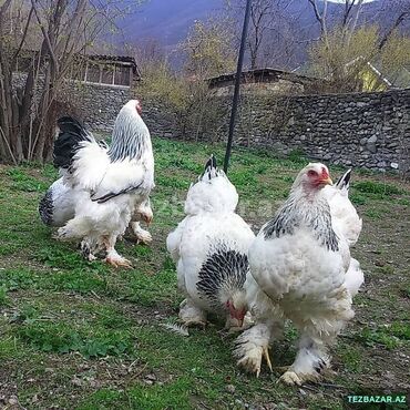 qaz yumurtasi satisi: Курица, Brama, Для яиц, Самовывоз