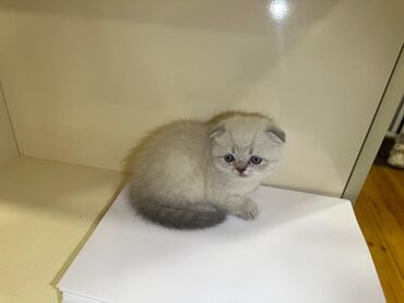 sort pişik: Британская, Самка, В добрые руки, Самовывоз, Бесплатная доставка, Платная доставка