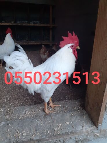 машины на продажу бишкек: Продаю | Инкубационные яйца | Леггорн | Несушки