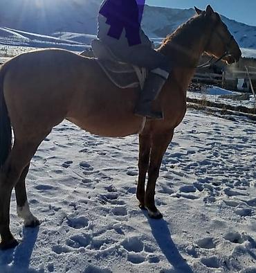 Лошади, кони: Продаю | Жеребец | Полукровка | Рабочий | Осеменитель at lalafo.kg — 9 Лошади, кони: Продаю | Жеребец | Полукровка | Рабочий | Осеменитель — 9