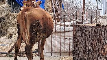 Inəklər, öküzlər: Dişi, Simental, il: 3, 450 kq — 5