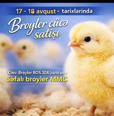 brama toyuqları: Сhicks, Для мяса — 4