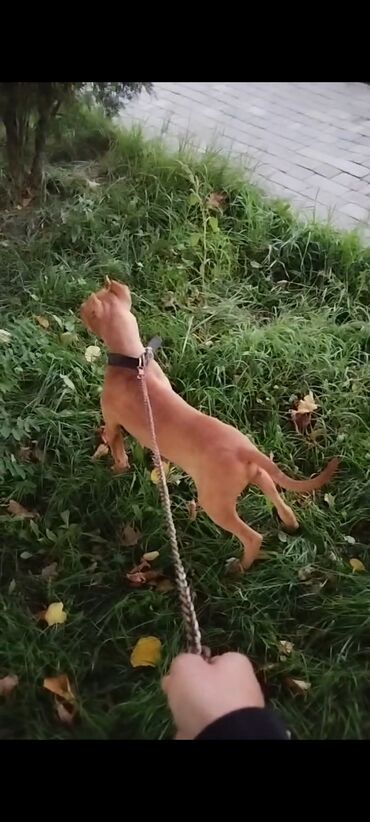 alman coban iti: Pitbul, 5 ay, Erkek, Peyvəndli, Ünvandan götürmə