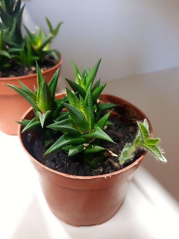 филармон: 6 микро .Суккулент Haworthia (хауортия), компактный розеточный вид — 2