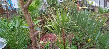 Uzunmüddətli kirayə evlər: 125 kv. m, 4 otaqlı, Kombi, Qaz, İşıq -da lalafo.az — 8 Uzunmüddətli kirayə evlər: 125 kv. m, 4 otaqlı, Kombi, Qaz, İşıq — 8