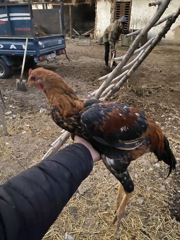 породистые козы: Продаю | Петух | Бойцовая | Для разведения