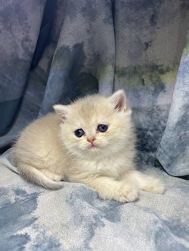 Продажа кошек: Готовится к продаже шикарный шотландский котенок.Мальчик Плюшевый — 5