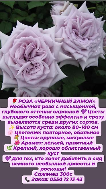 Дёрен Элегантиссима: Кустовые сортовые розы в наличии. Цена за саженец указана на фото — 3