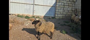 Qoyunlar, qoçlar: Salam Satır Ramanov qoyunları Boğaz. damazlığ 4 tişi 3 erkəydi -da lalafo.az — 8 Qoyunlar, qoçlar: Salam Satır Ramanov qoyunları Boğaz. damazlığ 4 tişi 3 erkəydi — 8