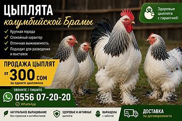 Звоните без раздумий, если объявление активно значит актуально! Всегда