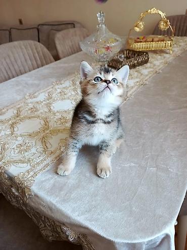 Кошки: Шотландская — 7
