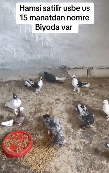 Göyərçinlər: Salam.14 ədəd göyərçin satılır.Zərdab rayonundadır,bəzi
