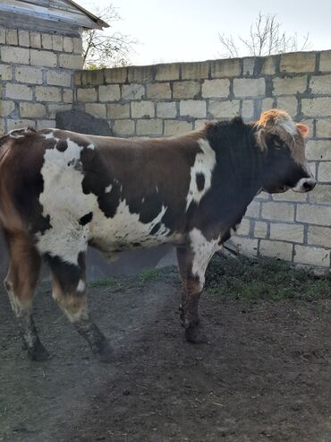 Inəklər, öküzlər: Erkək, il: 1, 150 kq, Damazlıq -da lalafo.az — 8 Inəklər, öküzlər: Erkək, il: 1, 150 kq, Damazlıq — 8