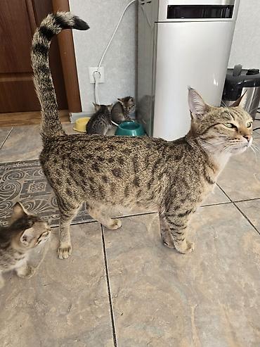 сибирская дымчатая кошка: Полосатые котята в корзинке - Окрас: классический тигровый — 10