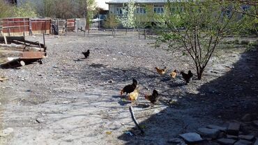 Torpaq sahələrinin satışı: 7 sot, Mülkiyyətçi, Kupça (Çıxarış) — 3