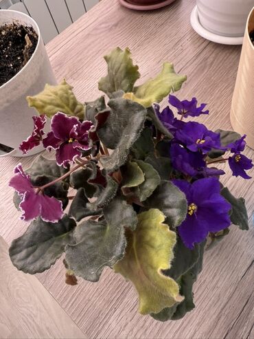 Фиалки и глоксинии: Фиалки (сенполии) комнатные, коллекционные сорта — 9