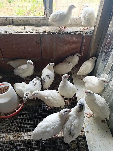 bildircin satılır: Salam. Texas bildirçini satıram. 21 ədəd var. 3 erkək olmalıdı içində — 1