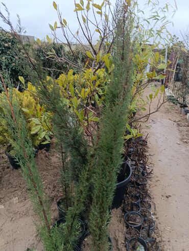 Tinglər: Gul cicek agaclarin satisi torf gubresi satilir 300den yuxari alana — 7