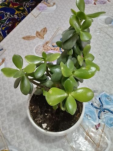 Каланхоэ: Джалал абад — 5