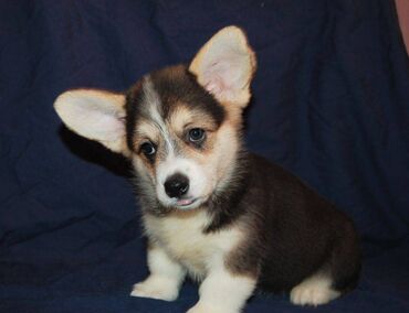 İtlər: Korgi, 2 ay, Erkek, Sənədli, Pulsuz çatdırılma — 30