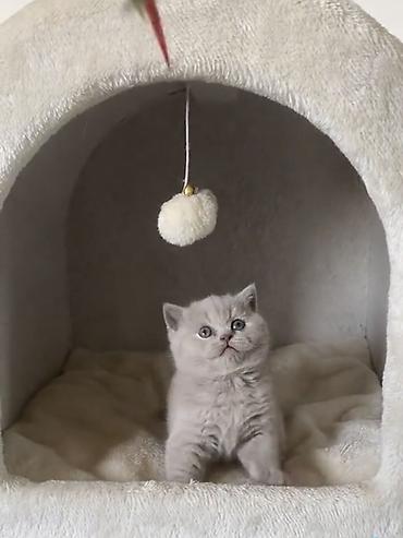 Pişiklər: Şinşilla, Dişi — 24