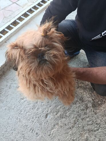 İtlər: Pudel, 8 ay, Erkek, Peyvəndli, Pulsuz çatdırılma — 3