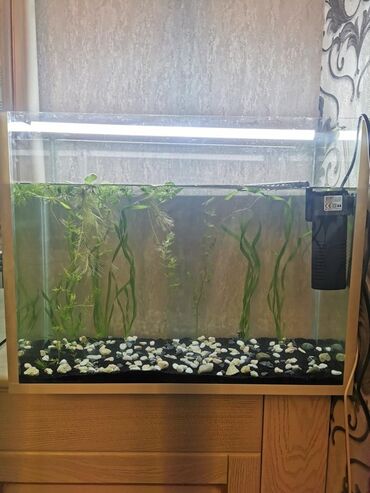 İtlər: Dördbucaq akvarium, Boş, 40 l