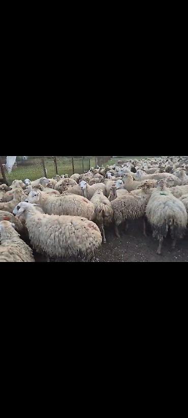 ucuz toyuq satisi: Satışda olan qoyunların hamısı boğazdı. Heyvanların saglamlıgına söz — 1