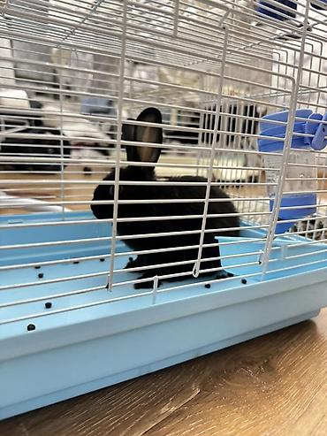 кролики в тюпе: 🐰 Продаются два декоративных кролика 🐰 Продаю двух домашних — 2