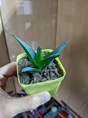 Otaq bitkiləri: Sukkulentlər. Sağlam və dözümlü bitkilərdi. Uzun müddət susuz qala — 7