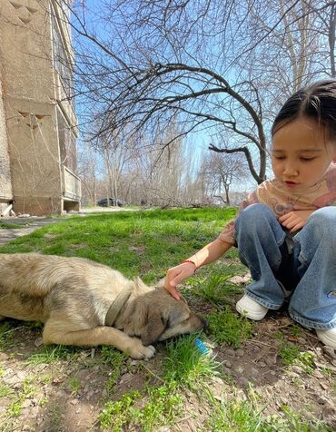 лысые собаки: Срочно ищем дом для мамы и щенка можно по отдельности мама