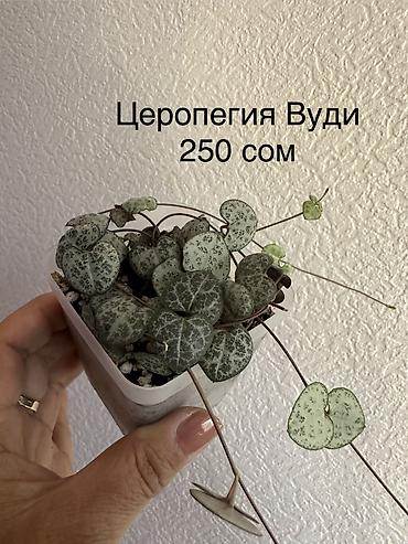 Другие комнатные растения: Укоренённые черенки растений от 150-300 сом — 17
